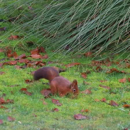 Les Ecureuils Bed and Breakfast *