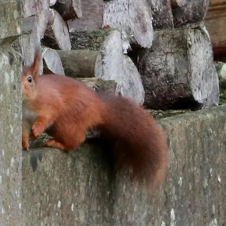 Bed and Breakfast Les Ecureuils Revin (Ardennes)