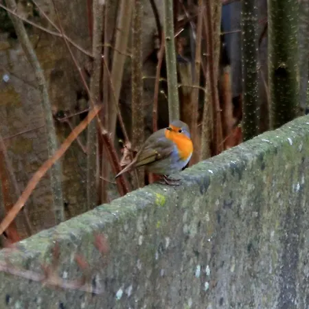 לינה וארוחת בוקר Les Ecureuils Revin (Ardennes)