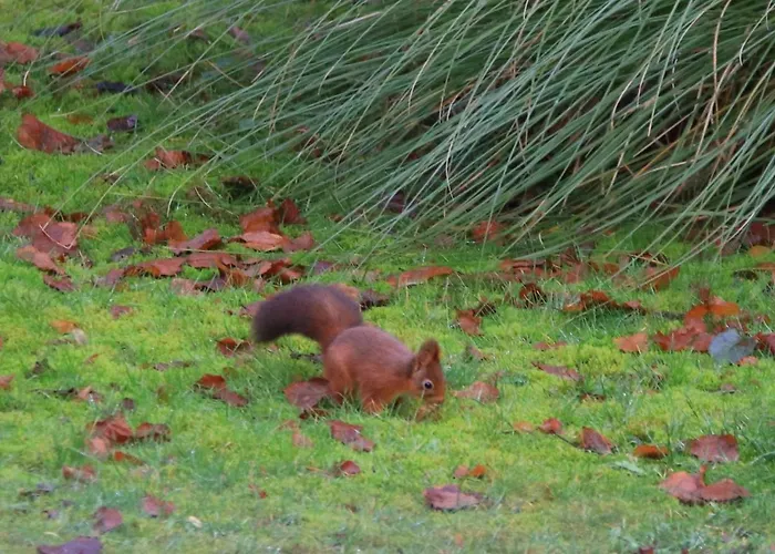 Les Ecureuils Oda ve Kahvaltı *